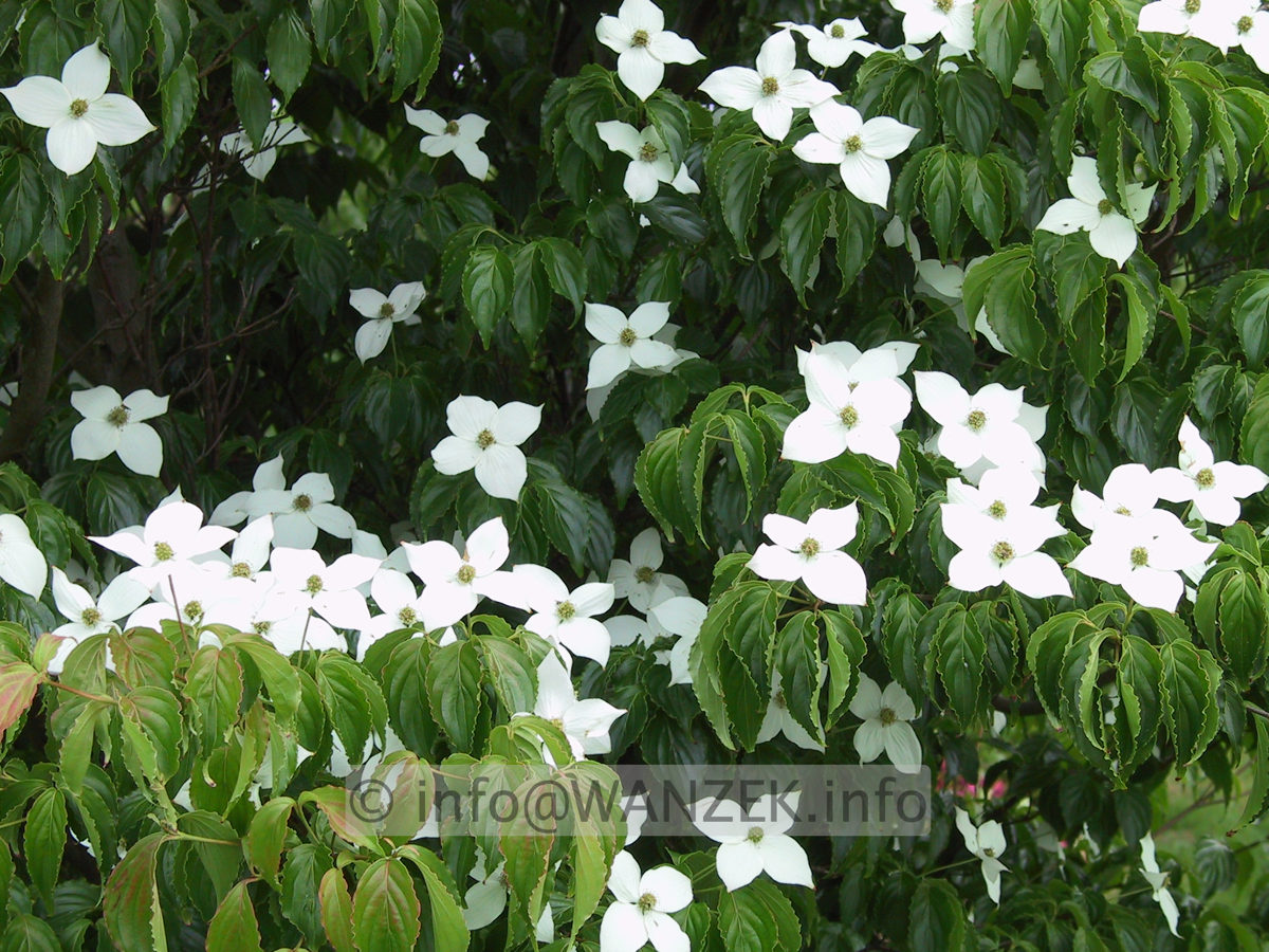 Cornus kousa chinensis - Sol 02.JPG